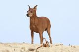 PINSCHER NAIN 036